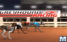 Greyhound Racing